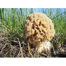 Мицелий Сморчка степного (Morchella steppicola)